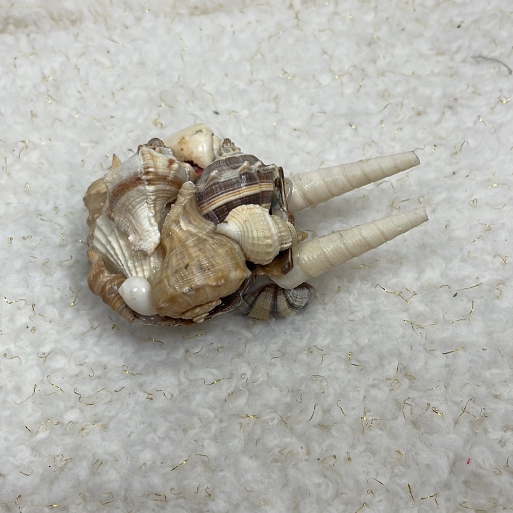 Seashell Wheelbarrow